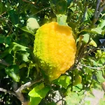 Dei Limoni Sul Mare *