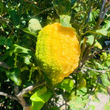 Dei Limoni Sul Mare *