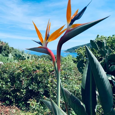 Dei Limoni Sul Mare Ferienhaus Capoliveri (Isola d'Elba)