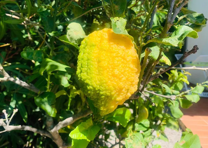 Dei Limoni Sul Mare *